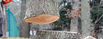 Professional Tree Care in Ashland, NE