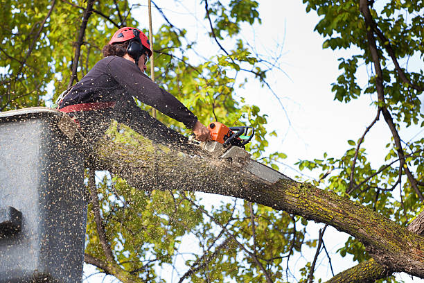Mulching Services in Ashland, NE