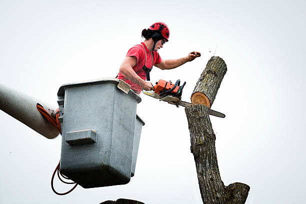 How Our Tree Care Process Works  in  Ashland, NE